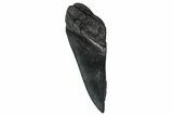 Partial Fossil Megalodon Tooth - South Carolina #356872-1
